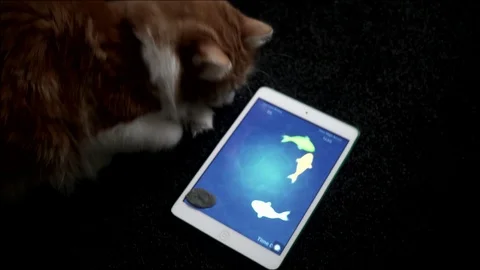 Cute cat playing fish game on tablet. Video stock 121895539