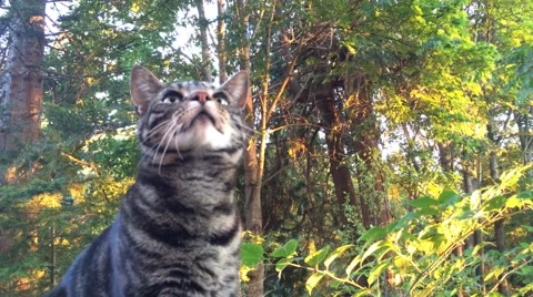 Cute cat playing Stock Footage 40543404