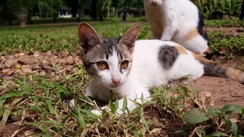 Cute Cat Playing Stock Footage 82450627