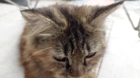 A cute cat is playing Video stock 206668642