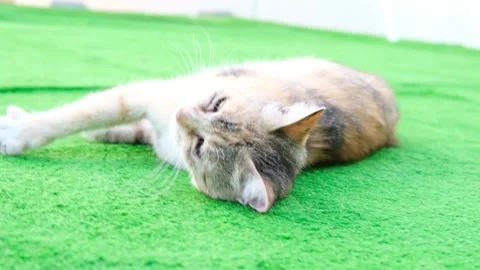 Cute Cat Playing on Green Carpet  Adorable Kitten in Playful Action Stock Footage 346551074