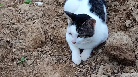 Cute cat playing on the ground Video stock 210022266