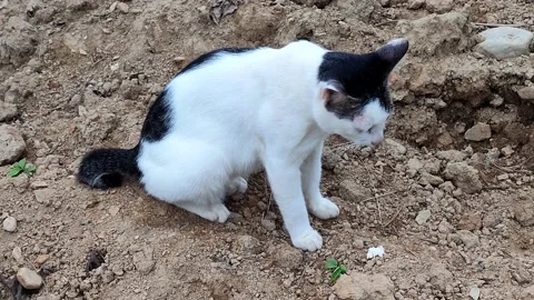 Cute cat playing on the ground Video stock 210022304