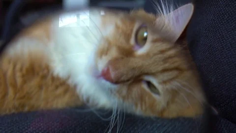 Cute cat playing with magnifier Stock Footage 74723422