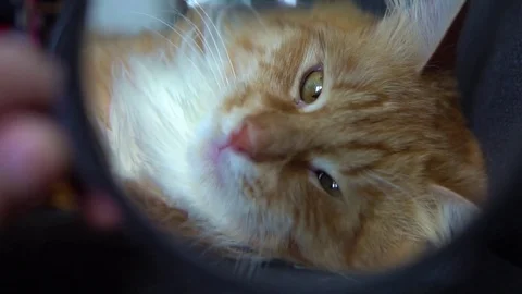 Cute cat playing with magnifier Video stock 74723457