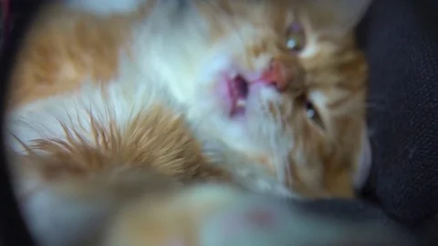 Cute cat playing with magnifier Video stock 74723492
