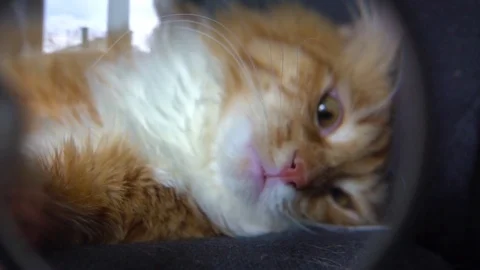 Cute cat playing with magnifier Video stock 74723521