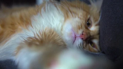 Cute cat playing with magnifier Video stock 74723561