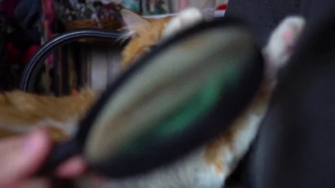 Cute cat playing with magnifier Stockbeeldmateriaal 74723581