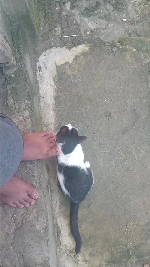 Cute cat playing with a man Stock Footage 312075800