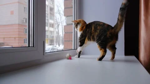 Cute cat playing with a small soft toy on the windowsill Stock Footage 130846768