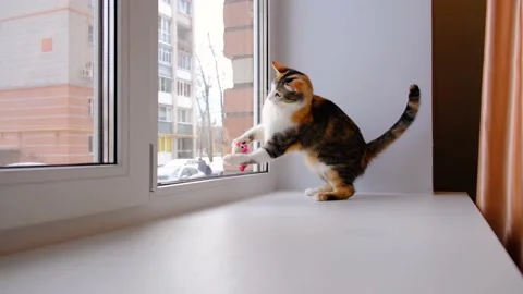 Cute cat playing with a small soft toy on the windowsill Stock Footage 130846796
