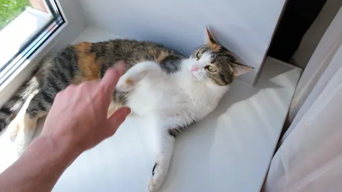 Cute cat playing with a small soft toy on the windowsill Stock Footage 131525694