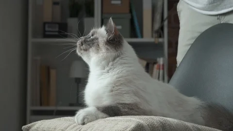 Cute cat playing with a string Stock Footage 89831141