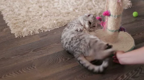 Cute Cat Playing With Toy At Home, lying on the floor/Cute Cat Playing With Toy Stock Footage 62465862