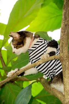 Cute cat playing on the tree Stock Photos