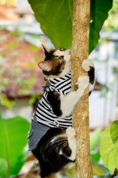 Cute cat playing on the tree Stock Photos