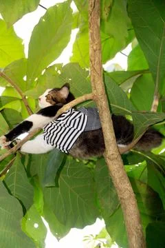 Cute cat playing on the tree Stock Photos