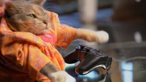 Cute cat playing video games with a controller close up Stock Footage 111594357
