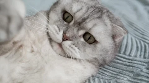 Cute cat plays and relaxes on bed while exploring  playful moment in home.  c Stock-Footage 336670614