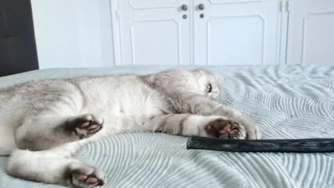 Cute cat plays and relaxes on bed while exploring  playful moment in home.  c Stockbeeldmateriaal 336670616