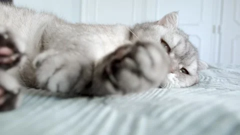 Cute cat plays and relaxes on bed while exploring  playful moment in home.  c Stockbeeldmateriaal 336670623