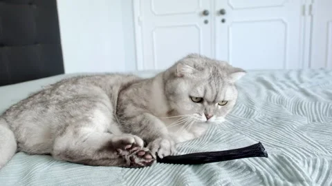 Cute cat plays and relaxes on bed while exploring  playful moment in home.  c Stock-Footage 336670627