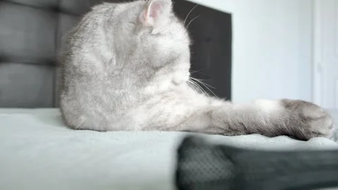 Cute cat plays and relaxes on bed while exploring  playful moment in home.  c Stockbeeldmateriaal 336670637