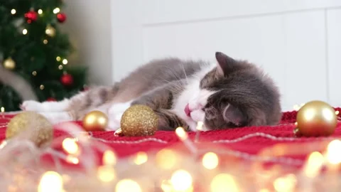 Cute cat plays with Christmas decorations. Stock Footage 163534642