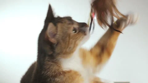 Cute cat plays, isolated Stockbeeldmateriaal 87923497