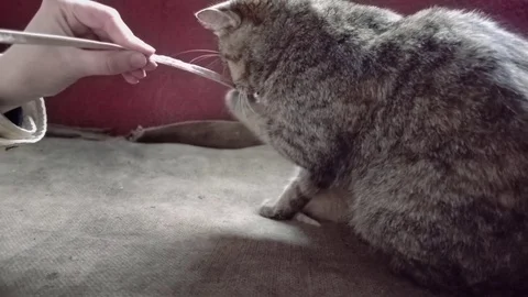 Cute cat plays with string in slow motion Stock Footage 78552096