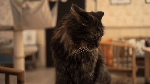 Cute cat portrait Stockbeeldmateriaal 110905445