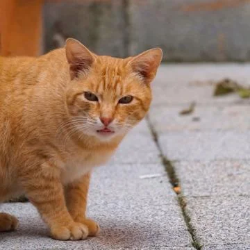 The cute cat portrait Stock Photos