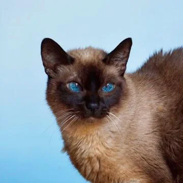 The cute cat portrait Foto stock