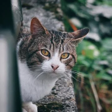 The cute cat portrait Stock Photos