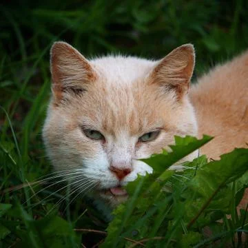 The cute cat portrait Stock Photos