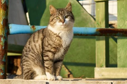 Cute cat portrait Stock Photos