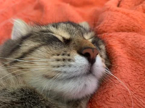Cute cat portrait Stock Photos