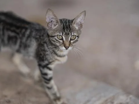 Cute cat portrait Stock Photos