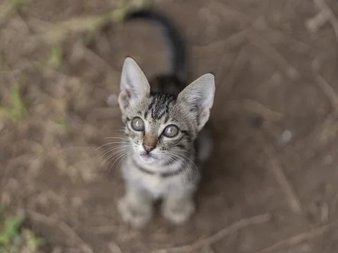 Cute cat portrait Stock Photos