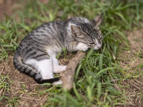 Cute cat portrait Stock Photos