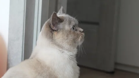 Cute cat portrait video 스톡 동영상 309801063