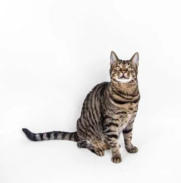 Cute cat poses in studio Stock Photos