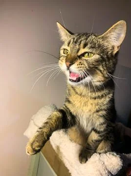 Cute cat posing for the camera Stock Photos