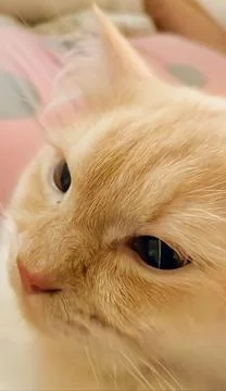 Cute cat posing on camera Stock Photos