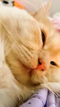 Cute cat posing on camera Stock Photos