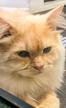 Cute cat posing on camera Stock Photos