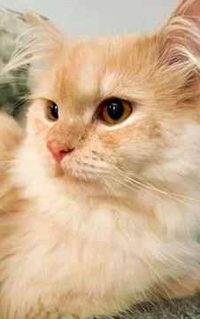 Cute cat posing on camera Stock Photos