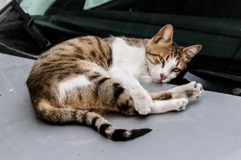 A cute cat posing to camera while lying on a car Stock Photos