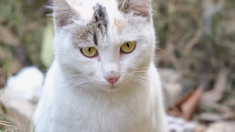 Cute cat posing in front of camera, closeup of cat, stray cat, Stock Footage 342610786